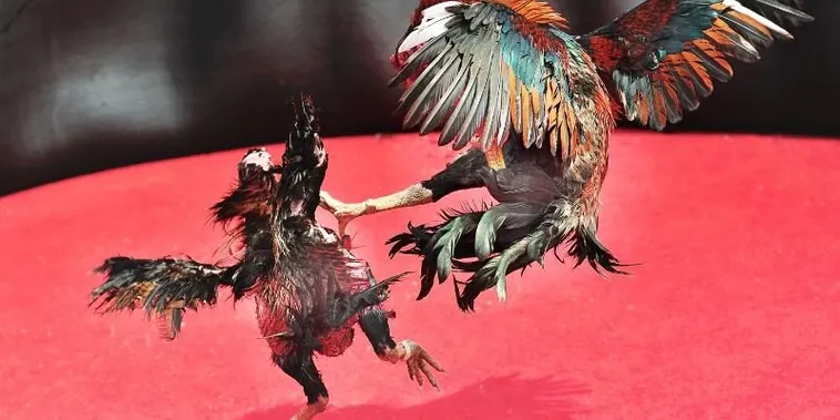 Hướng Dẫn Cách Chơi Đá Gà Sabong Tại ABC8 Thắng Lớn Mỗi Ngày