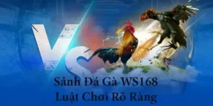 Toàn Tập Cách Chơi Đá Gà WS168 Tại ABC8 Cho Người Mới