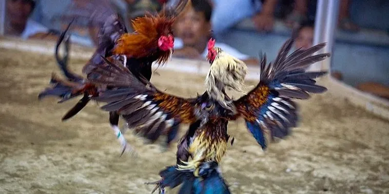 Hướng Dẫn Cách Chơi Đá Gà Sabong Tại ABC8 Thắng Lớn Mỗi Ngày